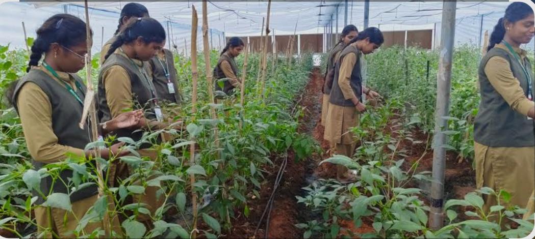 DIPLOMA AGRICULTURE